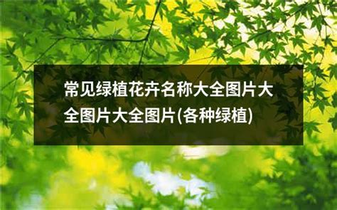 峨眉山地区室内办公绿化植物养护常识-重庆森海园花卉有限公司