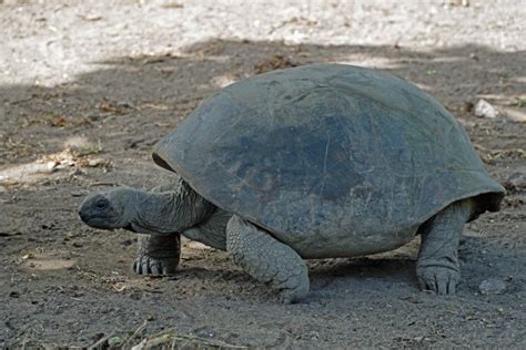 【高清组图】新疆艾比湖湿地发现国家一级保护动物四爪陆龟-天山网 - 新疆新闻门户