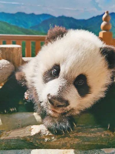 三只大熊猫宝宝全国征名！来起名啦-大熊猫网