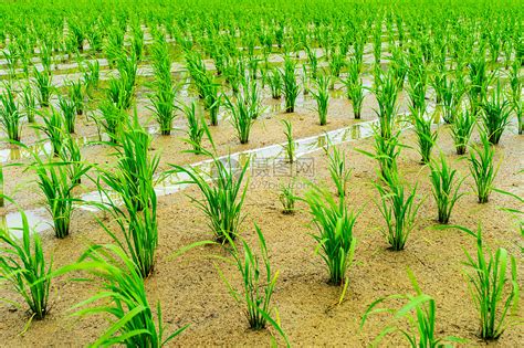 田里刚种植的水稻高清图片下载-正版图片501609280-摄图网