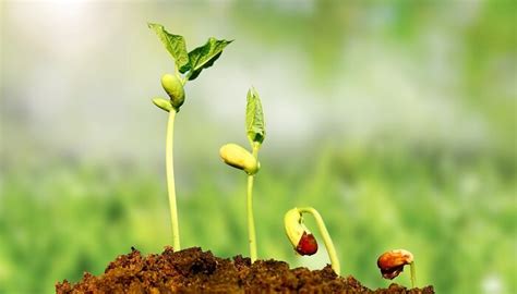 卡通植物生长记录向日葵成长习性成长环境小报植物小报小报手抄报-二哈办公