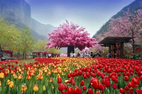 赏花+露营走俏 3月以来西安这些赏花景区人气暴增157％