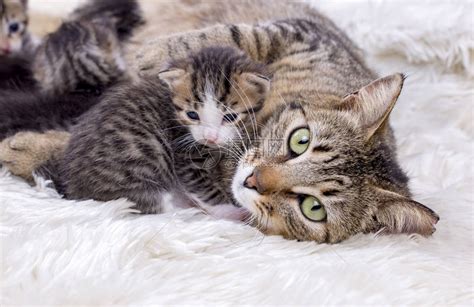 怎么分辨公猫和母猫（猫咪公母分辨方法绝育也能看） - 胖萌舍宠物网
