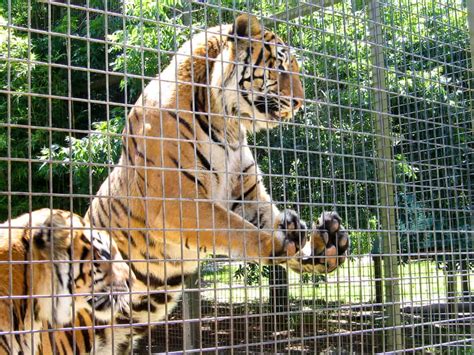Are zoos bad for animals? – Youth Voices