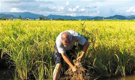 面积增加科技发力 晚稻丰收几成定局-广东省农业农村厅网站