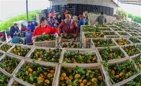 江西新余：采摘蜜桔 供应市场-人民图片网