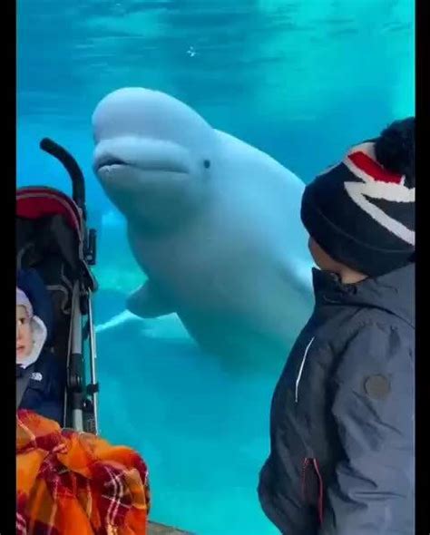 一只喜欢吓人的白鲸（康涅狄格州神秘水族馆）|白鲸_新浪新闻