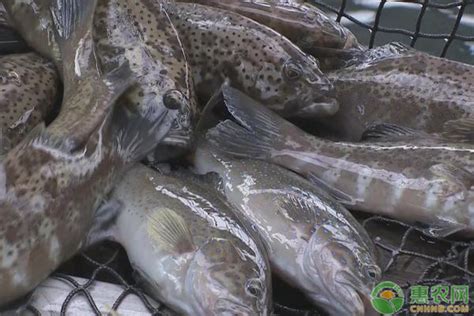 菜市场常见的鱼草鱼,菜市场常见的鱼,菜市场常见的鱼种类_大山谷图库