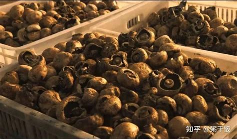 野生蘑菇，秦巴大山里的美味牛肝菌｜红菇，有钱也很难买得到|安康|红菇|蘑菇_新浪新闻