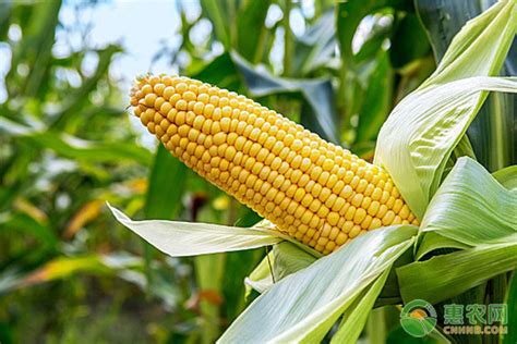 沃玉3号玉米特性和产量表现 - 惠农网