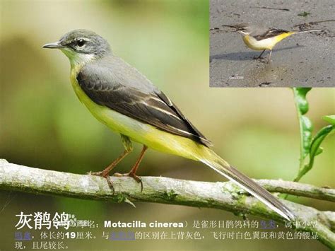 黄颊山雀-鼎湖山鸟类-图片