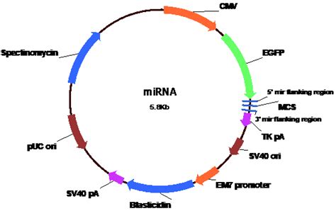 科学网—miRNA是何方神圣？ - 张俊鹏的博文