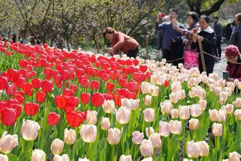 本周末西湖景区太子湾公园的樱花、郁金香迎来盛花期，到底应该怎么玩才“够本”？_杭州网