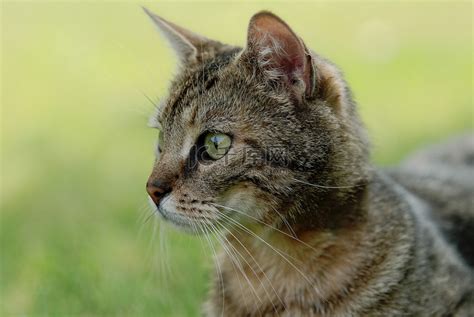 大花猫图片
