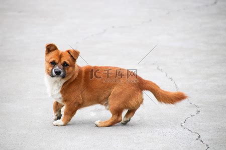 一个棕色小狗侧面特写图片免费下载_红动中国