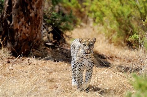 野外的豹子肯尼亚公园高清图片下载-正版图片507199950-摄图网