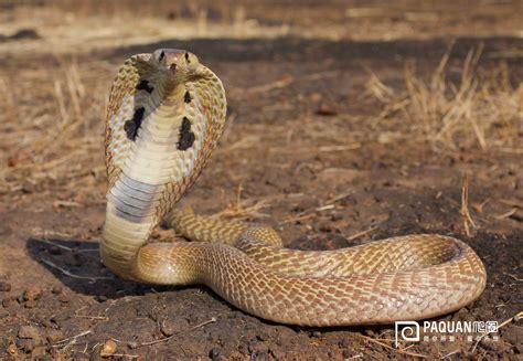 十种农村很常见的蛇，遇见了要躲开“不要作死”，对蛇恐惧勿进！