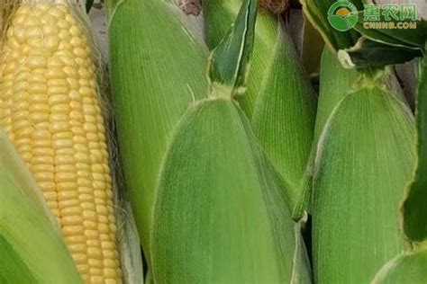 耐高温抗锈病抗倒伏的玉米品种 - 惠农网