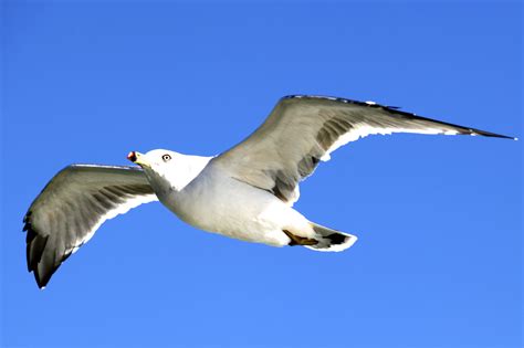 海鸥--头像图片
