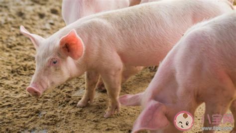 猪肉价格什么时候能恢复 2021年猪肉价格将恢复正常 _八宝网