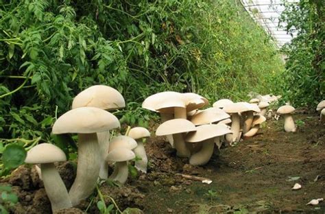 “我们栽培的蘑菇出菇了”——园林园艺学院食用菌兴趣小组开展食用菌栽培活动-芜湖职业技术学院--园林园艺学院