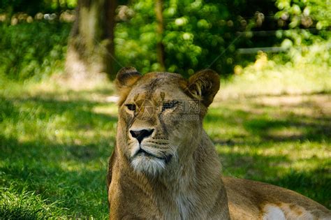 狮子动物荒野食肉太阳哺乳动物肉食者阳光大猫野生动物猫科高清图片下载-正版图片321770008-摄图网
