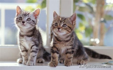 母猫和小猫高清图片下载-正版图片502949482-摄图网