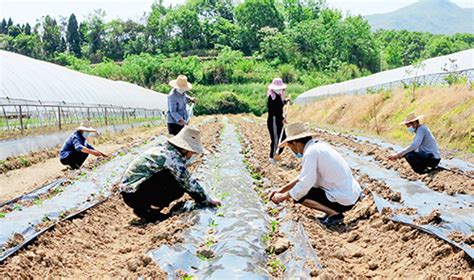 鑫盛养殖农民专业合作社村民在种植蔬菜、瓜果