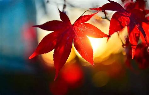 如何拍摄红叶季绚丽的色彩_秋影随行