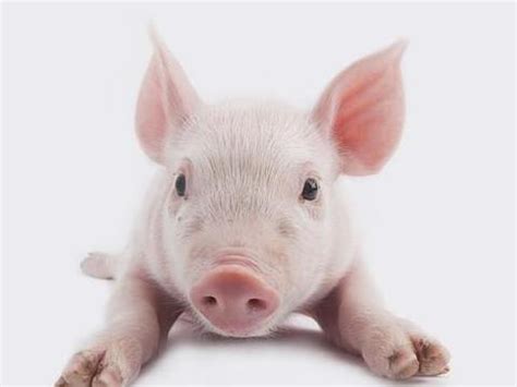 猪年5月出生的猪宝宝如何起名？取什么名？_华易算命网