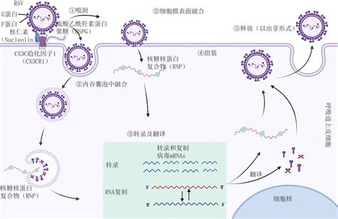 植保所揭示植物RNA病毒利用UPR-细胞自噬促进病毒侵染的新机制-中国农业科学院植物保护研究所