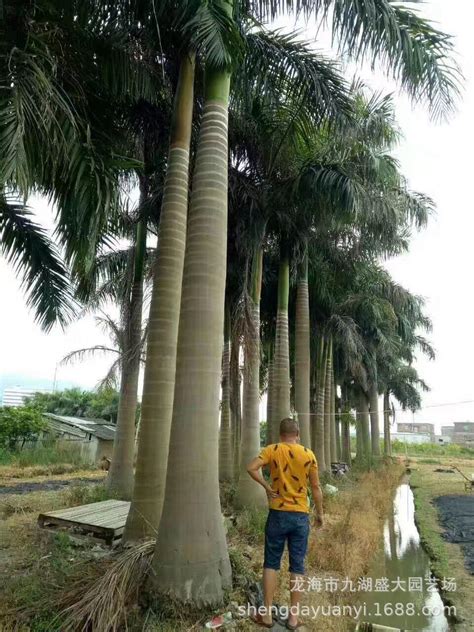 杆高4米 自然高度7米 大王椰子（大王棕）价格 椰子树-阿里巴巴