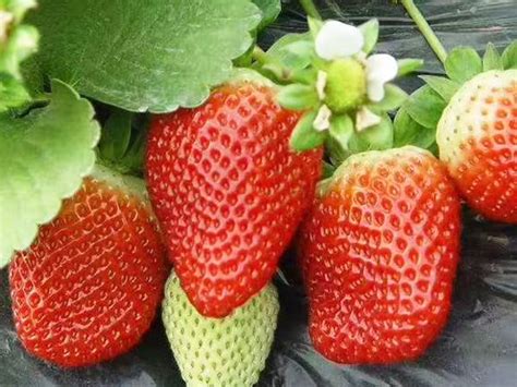 草莓苗的养殖方法和注意事项-种植技术-中国花木网