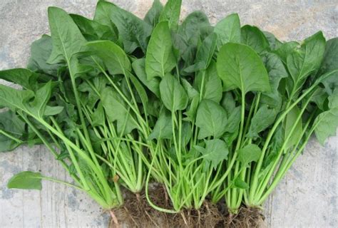 菠菜种植如何提高产量 菠菜养殖方法