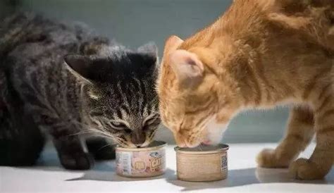 【图集】从喂猫到代厨，镜头下的“上门经济”|界面新闻 · 影像