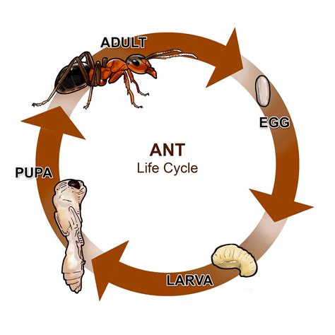 Ant详解(用Ant实现Java项目的自动构建和部署)_jfrog怎么整合java工程-CSDN博客