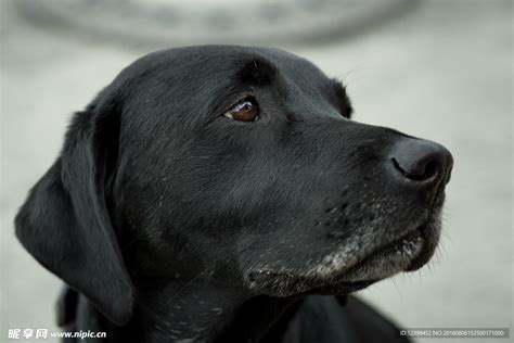 黑色拉布拉多犬的特点（黑色拉布拉多犬好吗）_玉环网