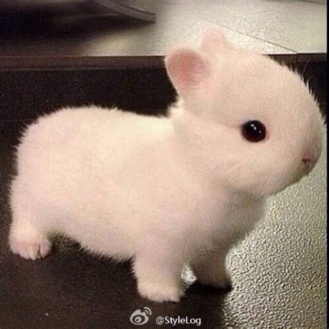 这种兔子是什么品种？_百度知道