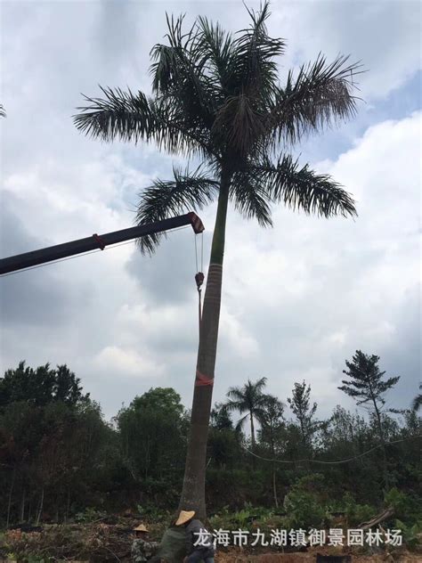 福建大王椰子价格 批发总高8米大王椰子树 广东大王棕树报价-阿里巴巴