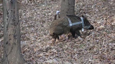 南京放归一只野猪 为其佩戴“定位项圈”_凤凰网视频_凤凰网