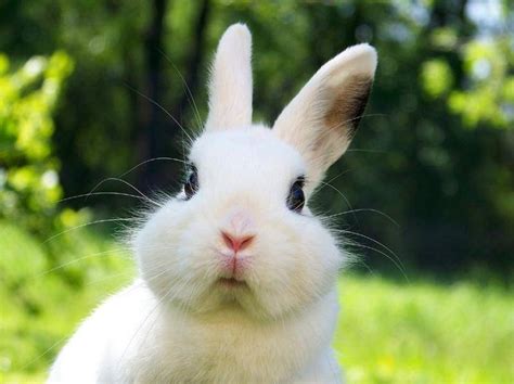 中国白兔和家兔的区别是什么？这篇文章告诉你-宠物网