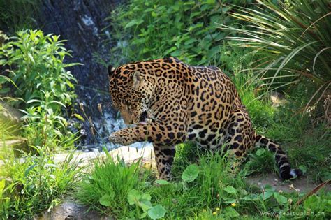 凶猛野生非洲豹图片 - 站长素材