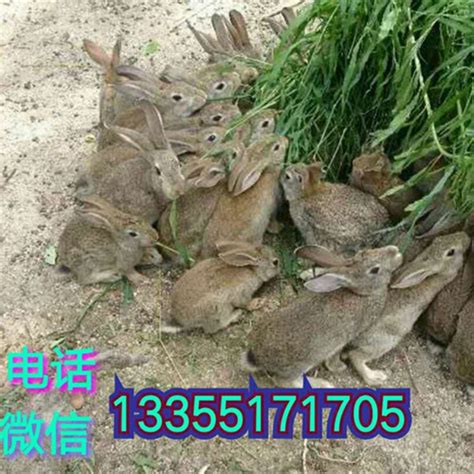 湖北鄂州市肉兔种兔养殖基地公司电话_肉兔种兔养殖场_恒森种兔养殖场