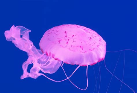 盘点世界十大最美水母，你见过哪几种？(2)_巴拉排行榜