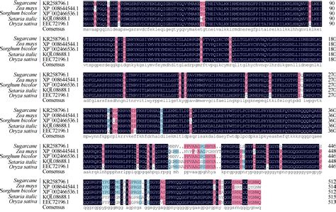 如何做出漂亮的序列比对图——ENDscript/ESPript_氨基酸序列比对图怎么做-CSDN博客