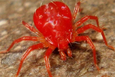 棉红蜘蛛对人有毒吗-棉红蜘蛛对人有毒吗,棉红蜘蛛,对,人,有毒,吗 - 早旭阅读