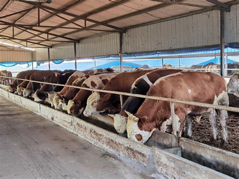 在农场饲养奶牛高清图片下载-正版图片507255997-摄图网
