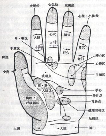 手掌各部位代表什么内脏图