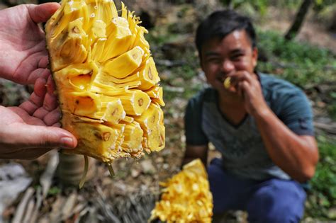 100元一个12斤的菠萝蜜，剥出果肉后惊呆，不愧是世界最大的水果！_凤凰网视频_凤凰网