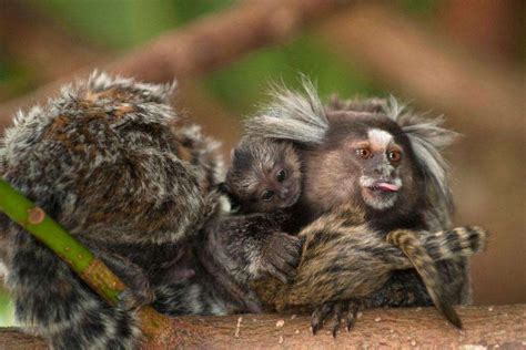 普通狨猴的婴儿手头有山梅花灌木高清摄影大图-千库网